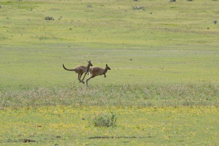 Lincoln National Park f