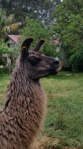 20151109_110306 - Copy