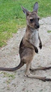 20151109_110623 - Copy