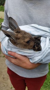 20151109_110735 - Copy