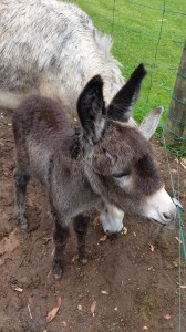 20151109_111602 - Copy