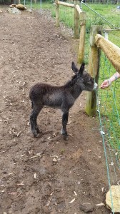 20151109_111643 - Copy