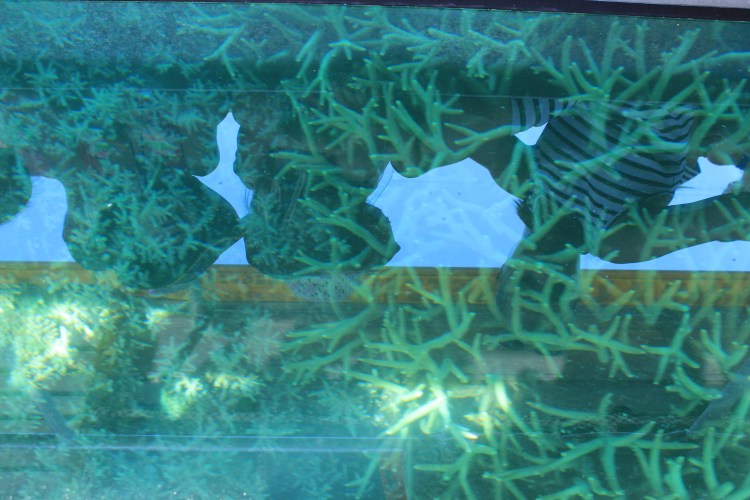 Glass bottom boat tour (18)