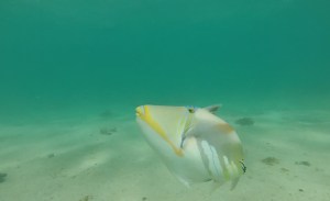 Snorkelling Turquoise Bay 1