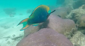 Snorkelling Turquoise Bay 5