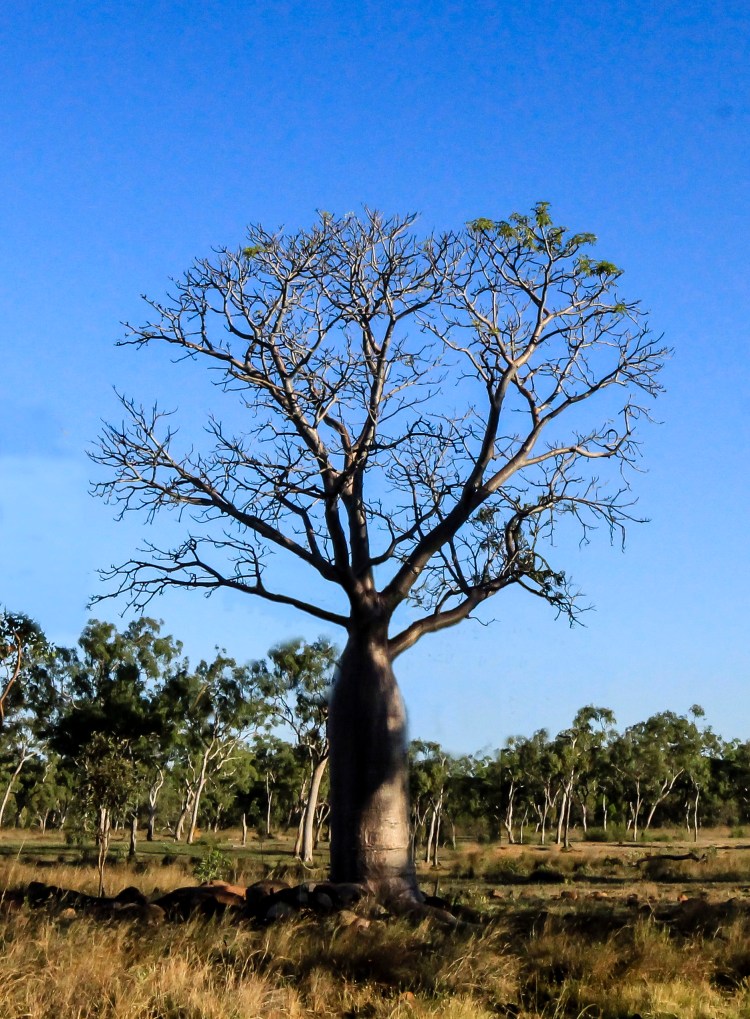 Charnley River Boab