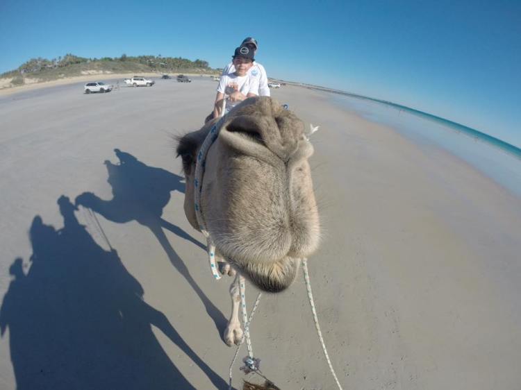 camel at broome