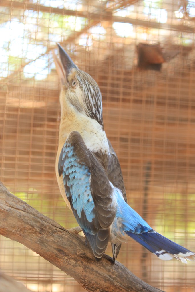 Malcolm Dugless Croc Farm (20)