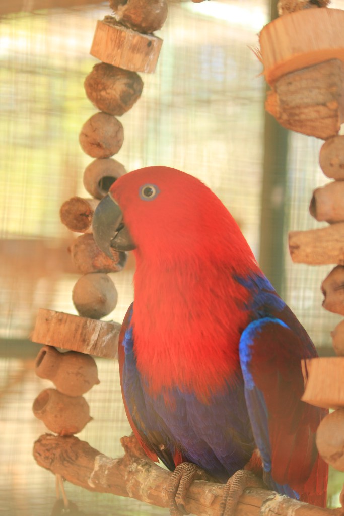 Malcolm Dugless Croc Farm (25)