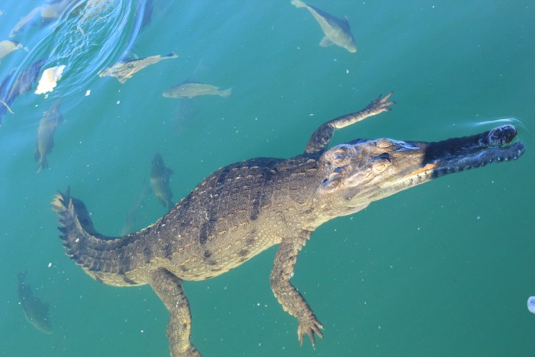 Lake Argyle Cruise (53)